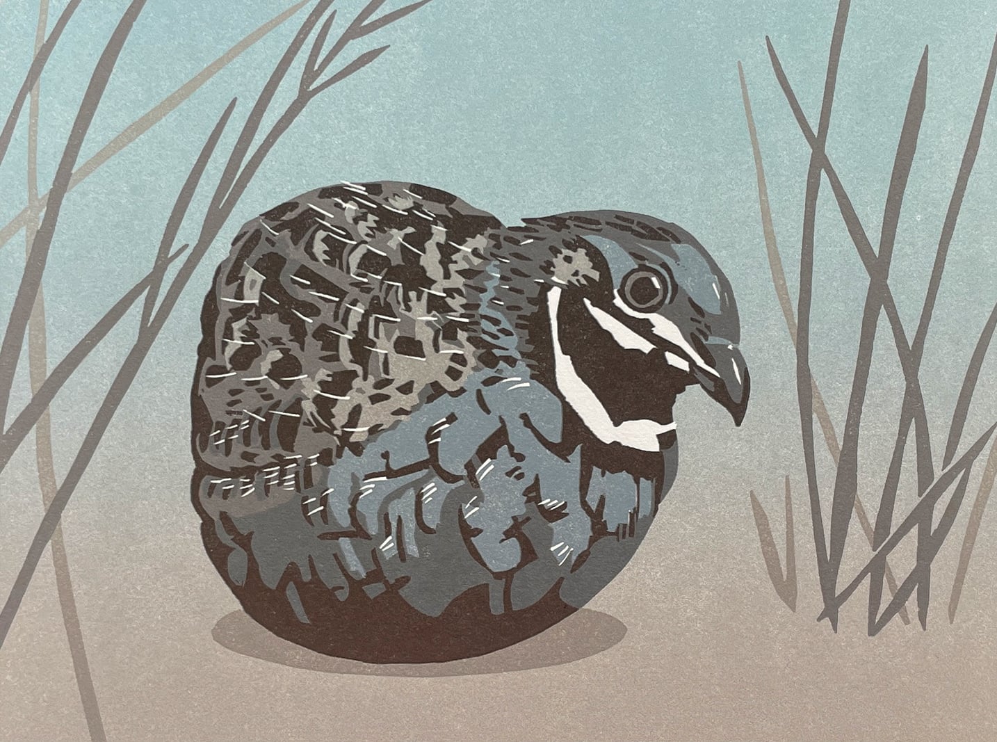 Reduction cut print of a King Quail on a blue and brown background